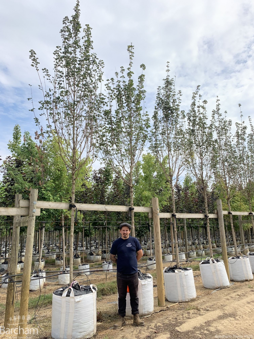 Acer Campestre Lienco