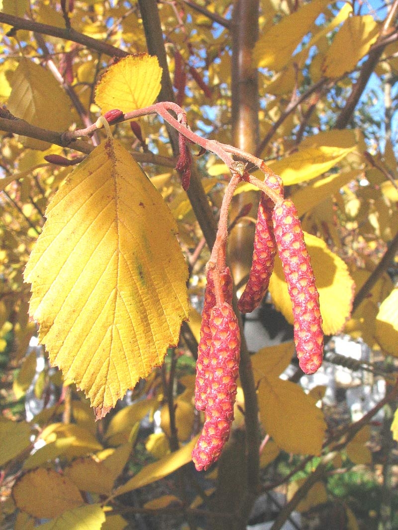 Alnus incana Aurea golden foliage