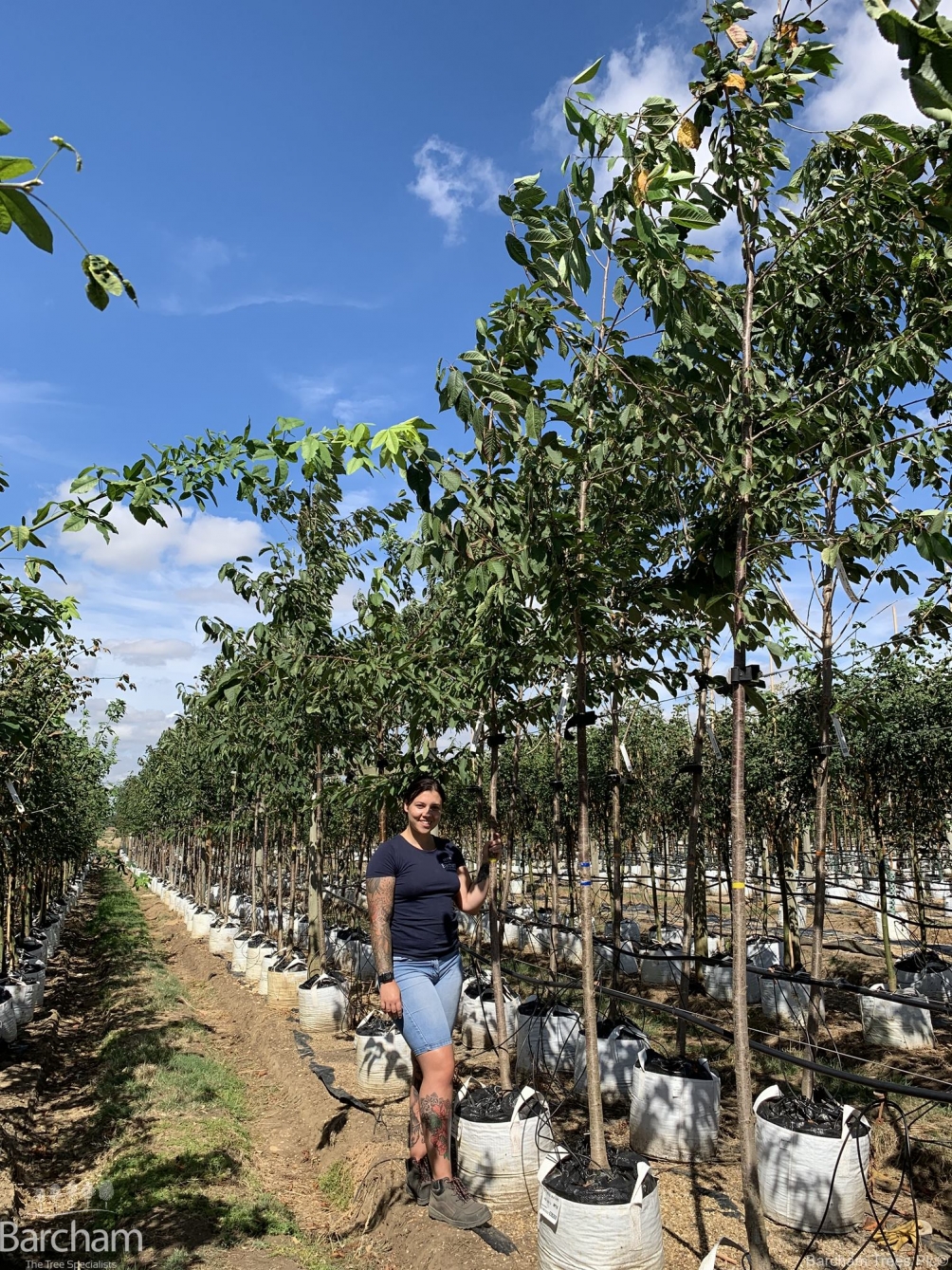 Prunus avium