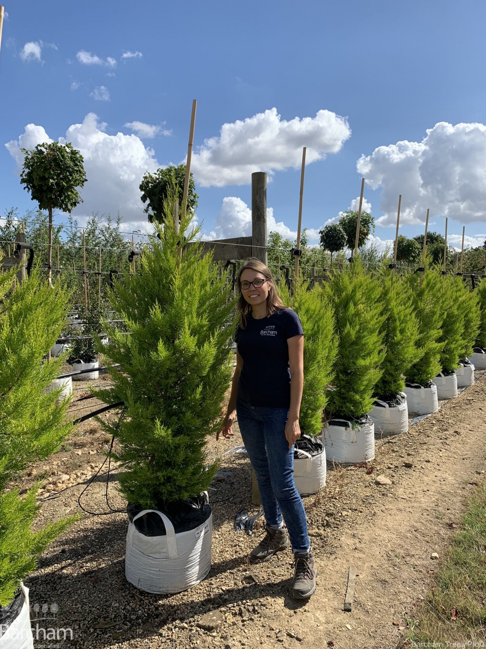 Cupressus macrocarpa Goldcrest