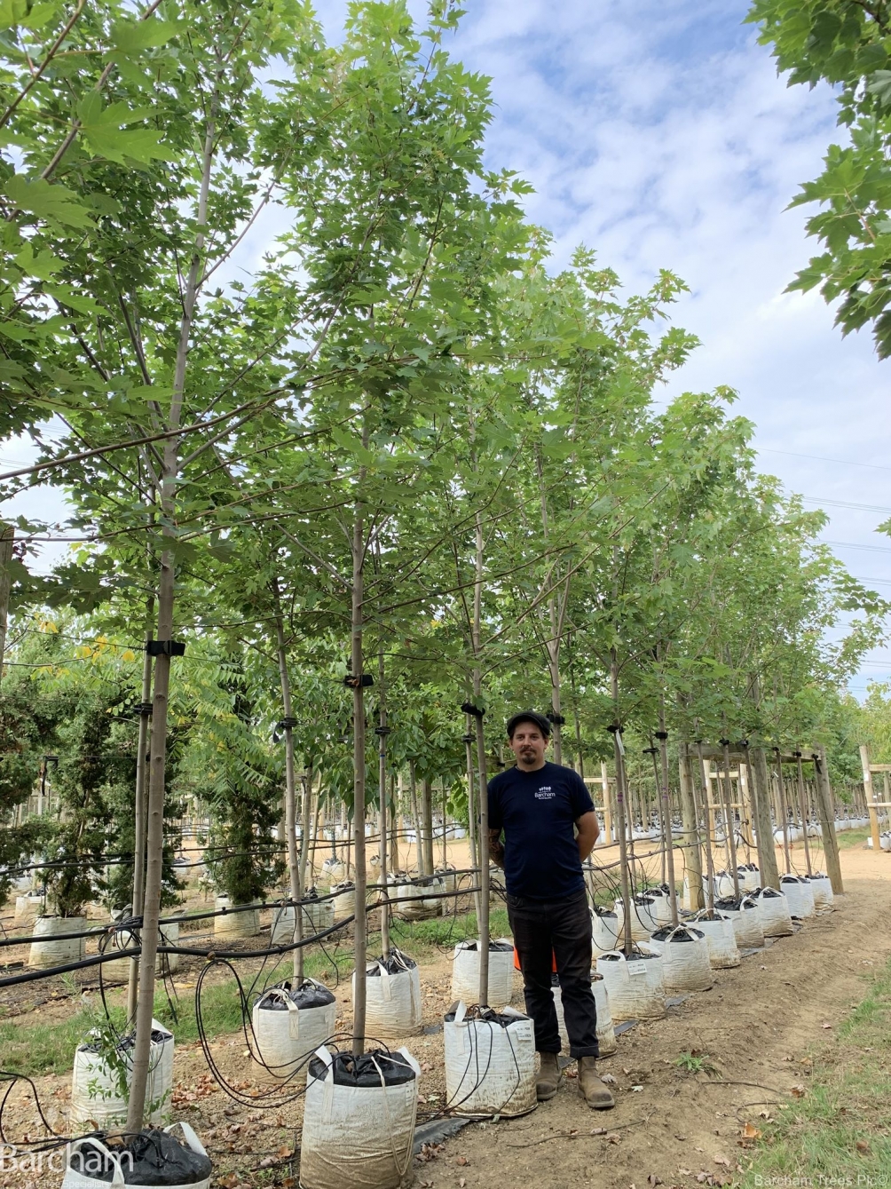 Acer x freemanii Autumn Blaze