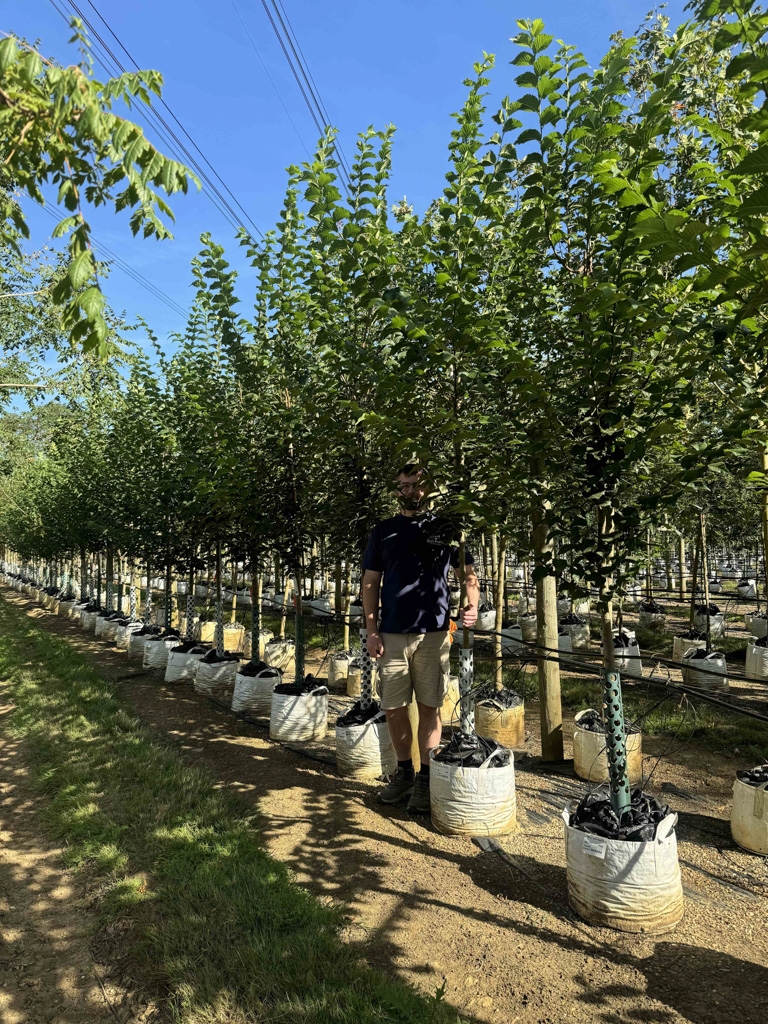 Ulmus Vada Wanoux