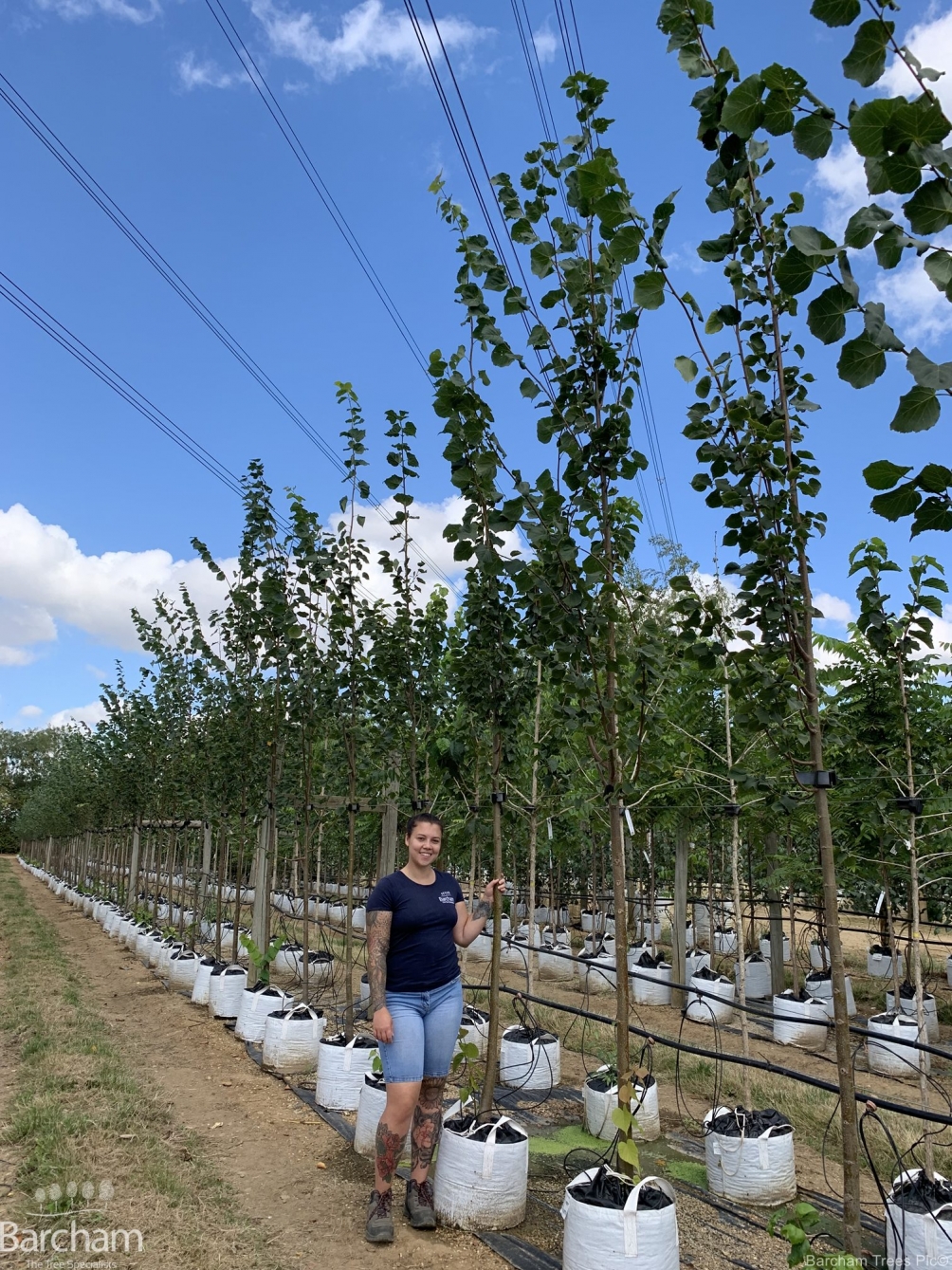 Tilia cordata Greenspire