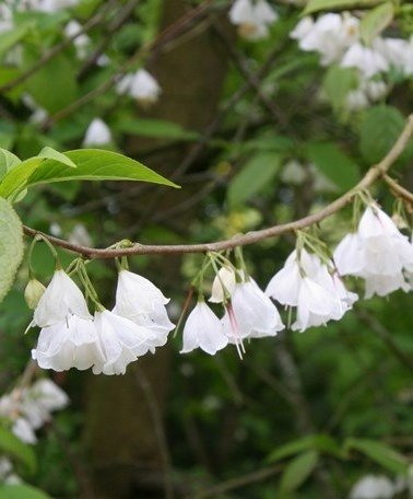 The pure white flowers of Halesia monticola