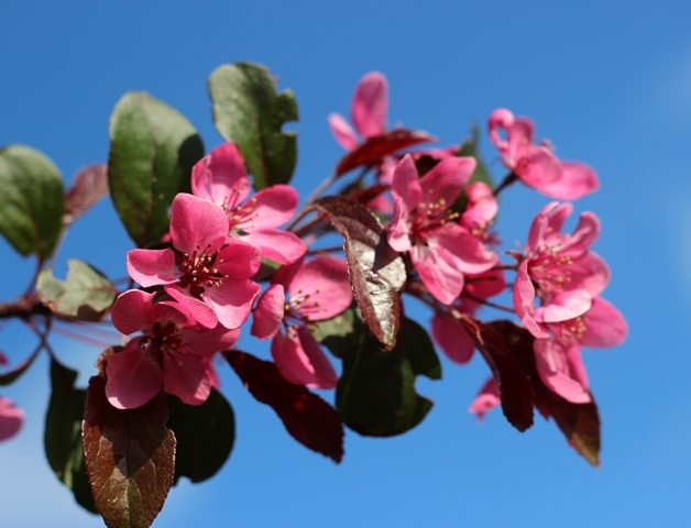 The pink flowers of Malus toringo Scarlet