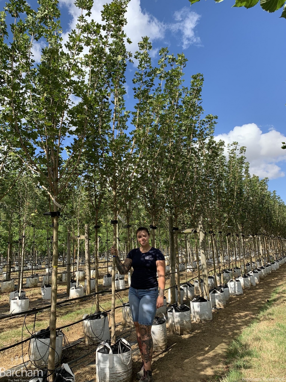 Acer campestre Elegant