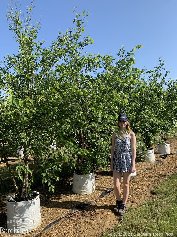 Betula nigra Multi-stem