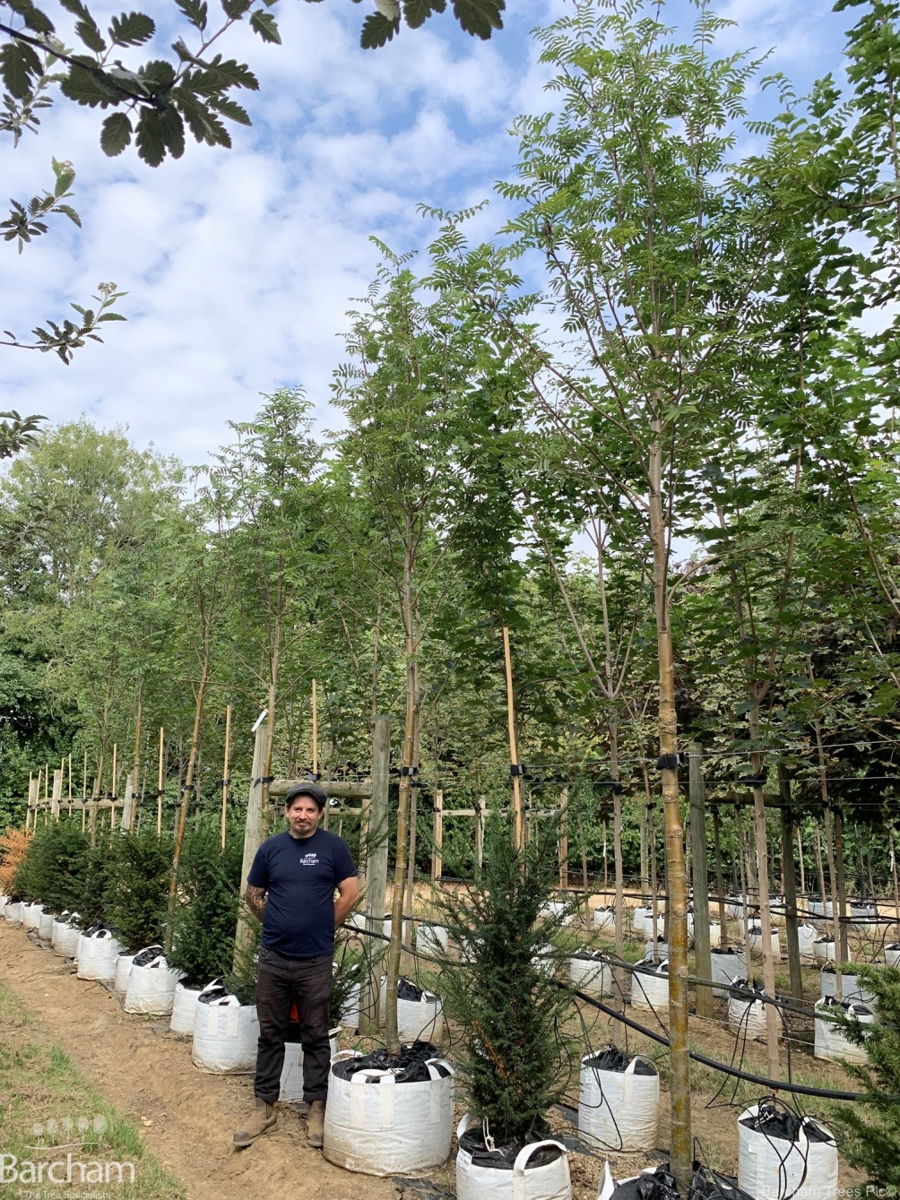 Sorbus aucuparia Golden Wonder