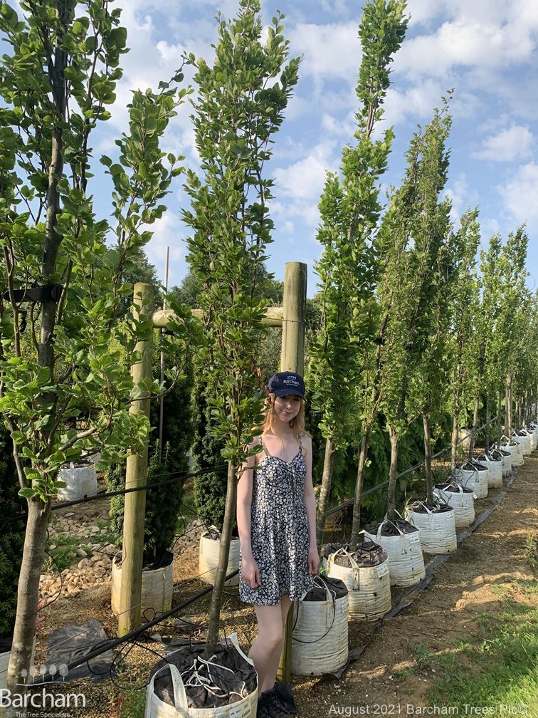 Fagus sylvatica Dawyck Gold