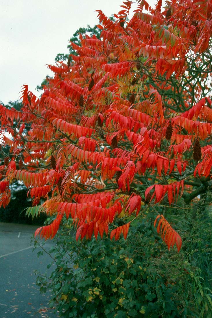 The stunning autumn foliage of Rhus typhina