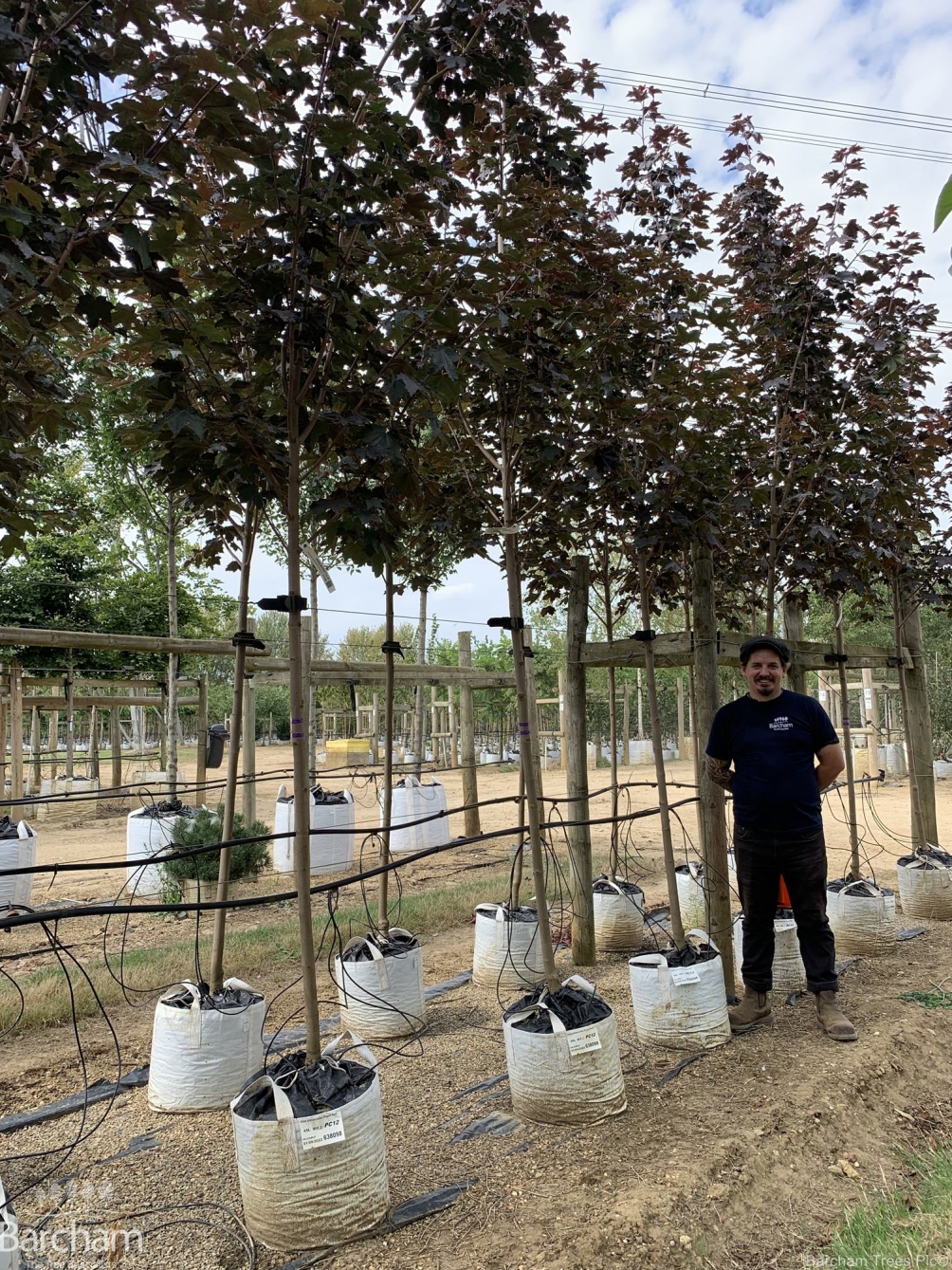 Acer platanoides Royal Red
