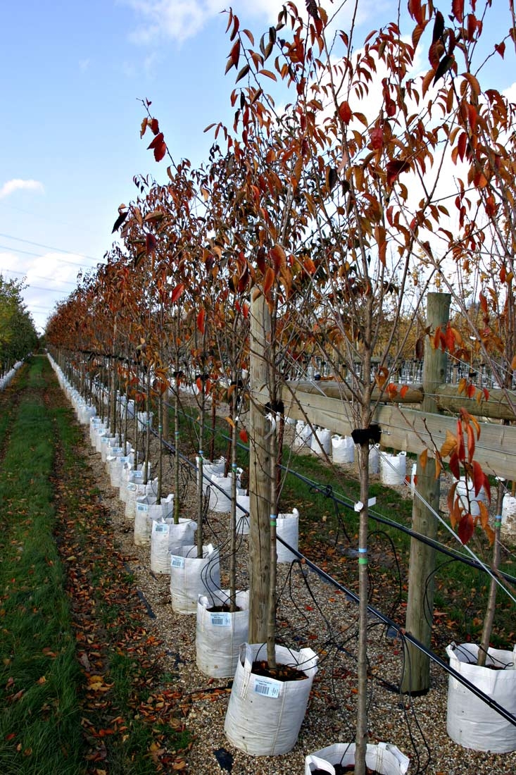 autumn foliage of Prunus Pandora