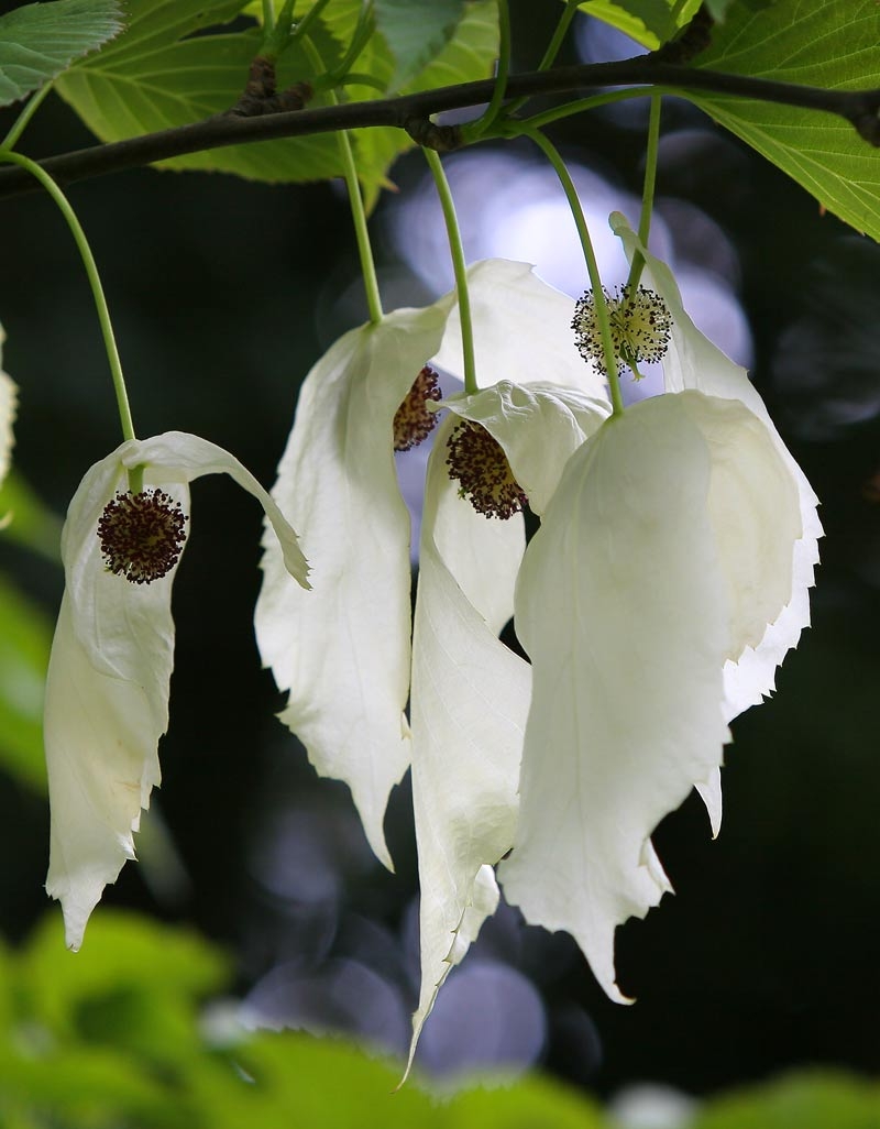 The interesting white flower of Davidia involucrata