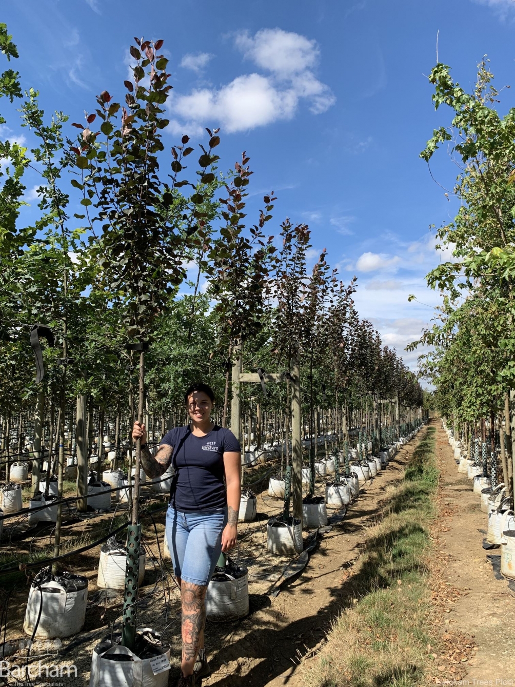 Malus Royalty
