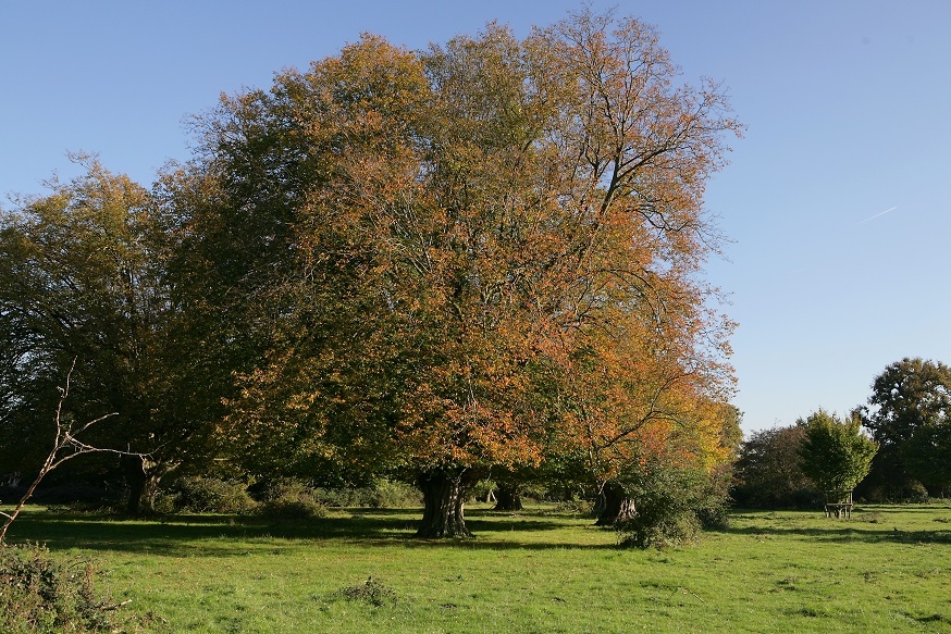Mature Carpinus betulus in autumn
