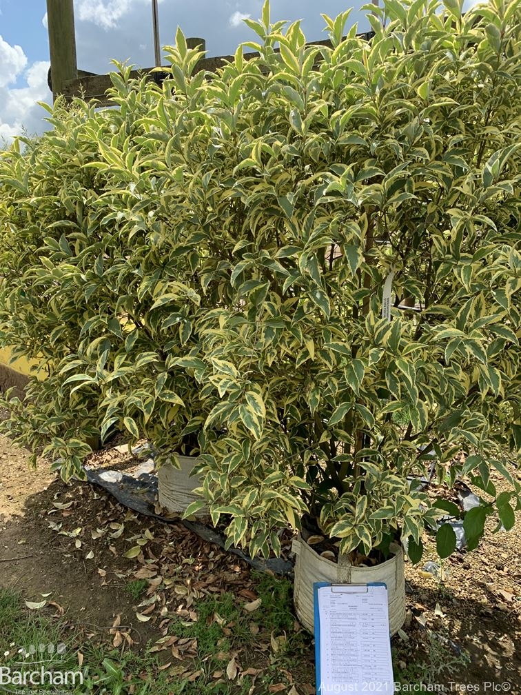 Ligustrum lucidum Variegata Bush