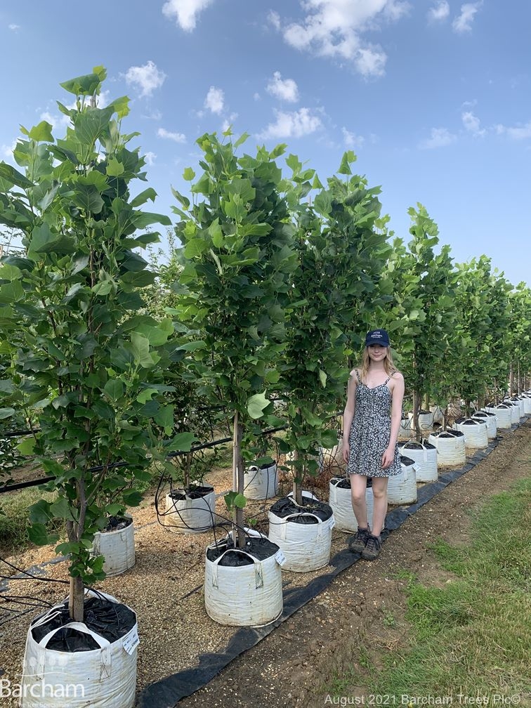 Liriodendron tulipifera Fastigiatum