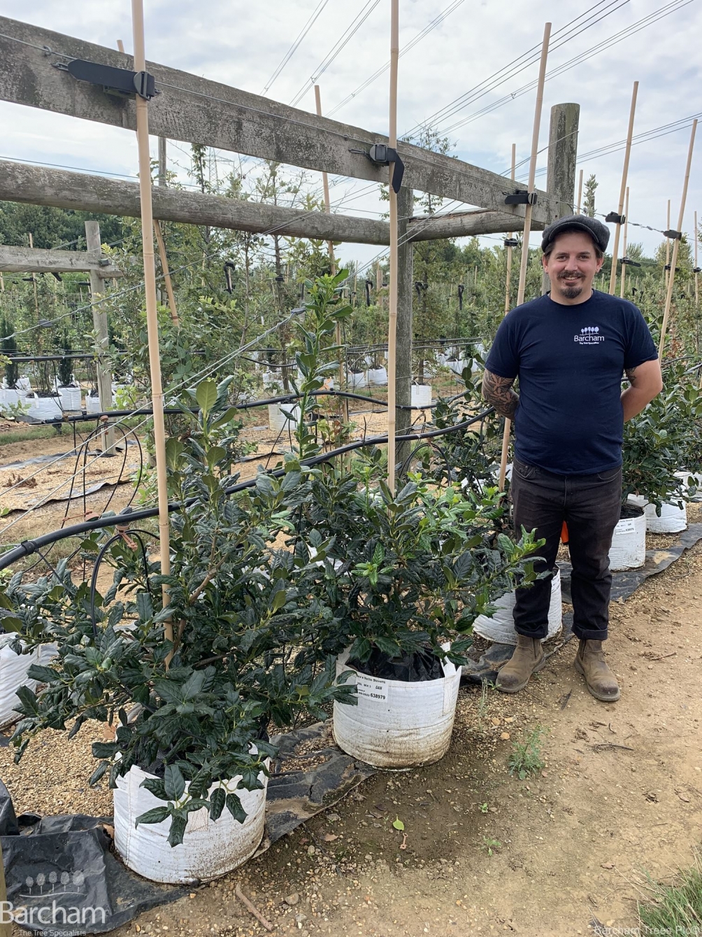 Ilex aquifolium Nellie Stevens multi stem