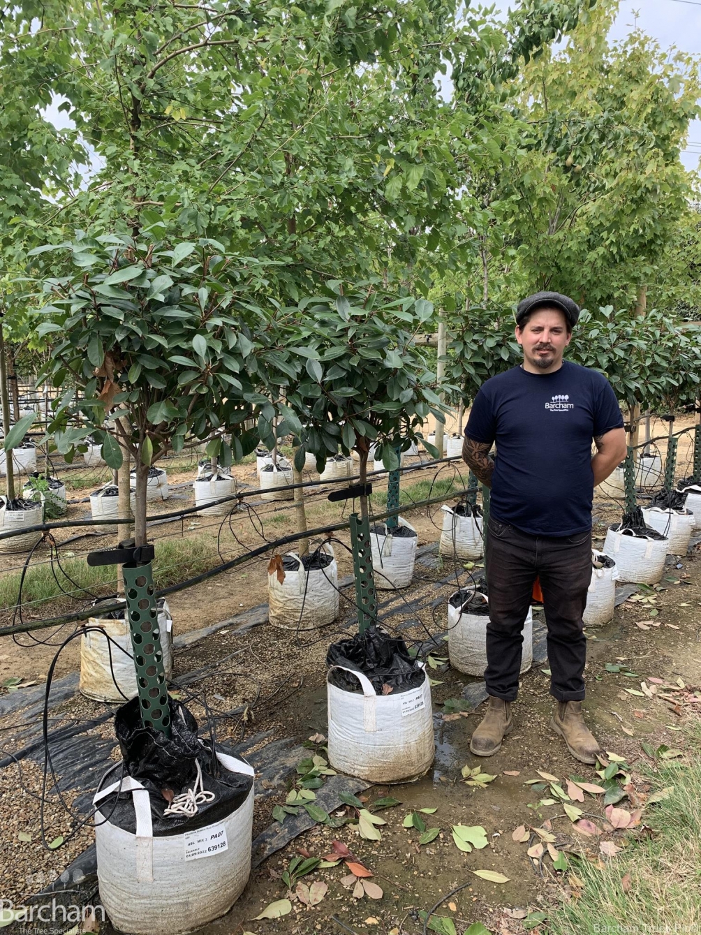 Photinia x Fraseri Red Robin Half Standard