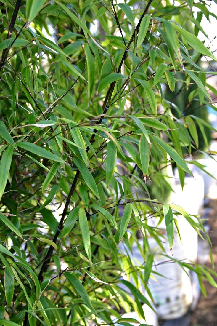 Phyllostachys nigra Multi-stem foliage