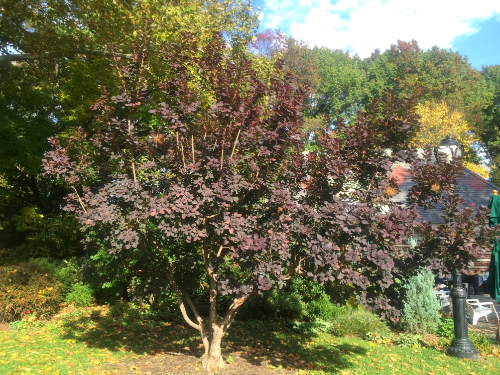 mature Cotinus coggygria Royal Purple