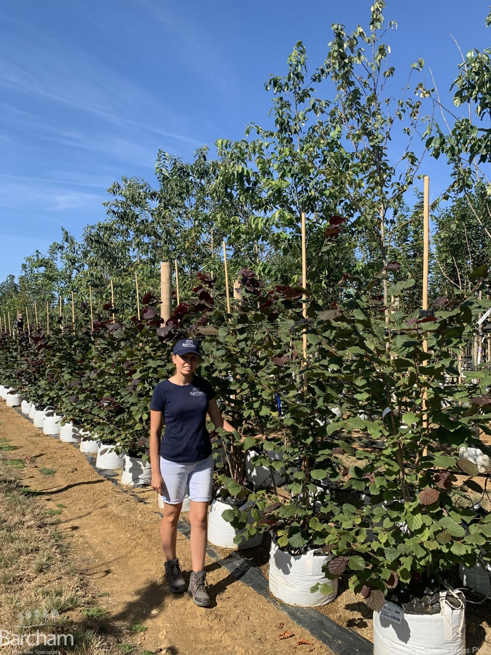 Corylus avellana Zellernus multi-stem