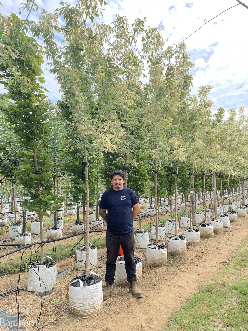Acer negundo Flamingo