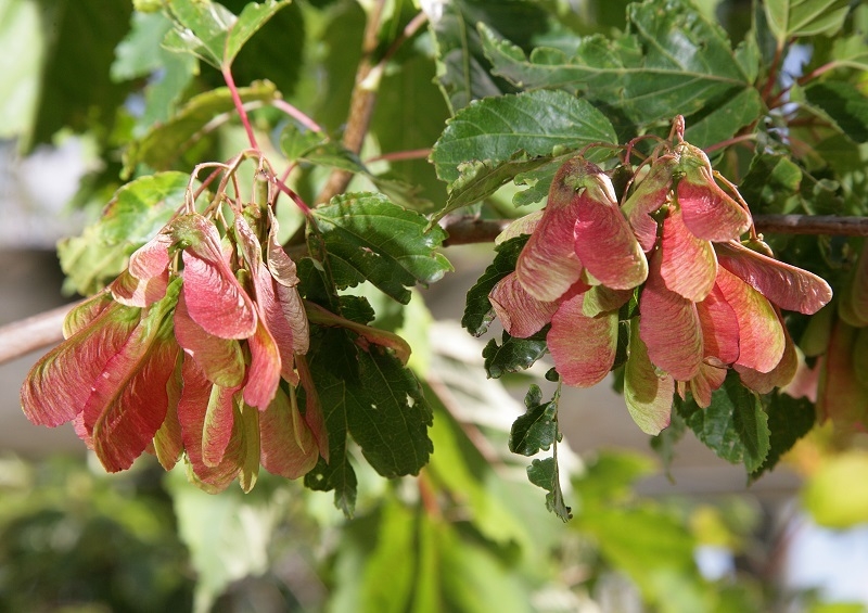 Acer ginnala leaves and keys