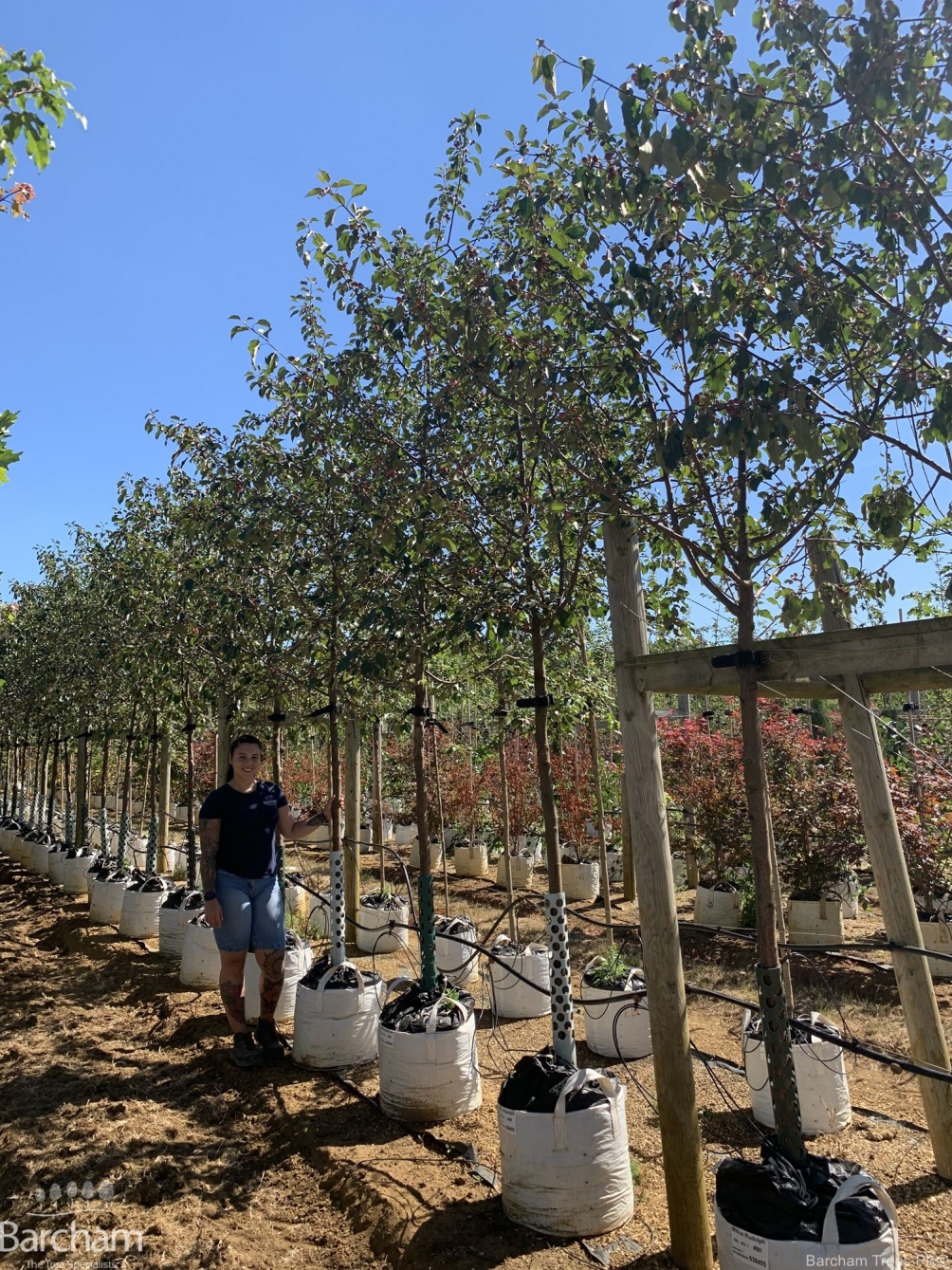 Malus Rudolph