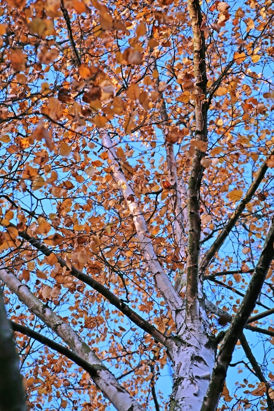 the canopy of Betula pubescens