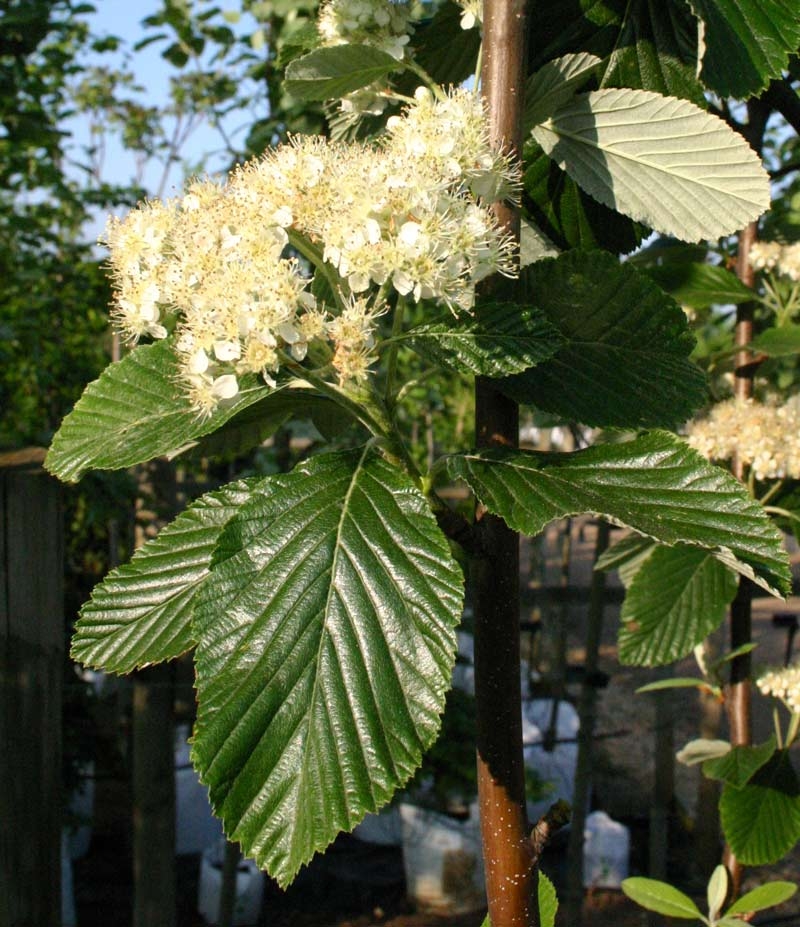 Sorbus aria Magnifica flower