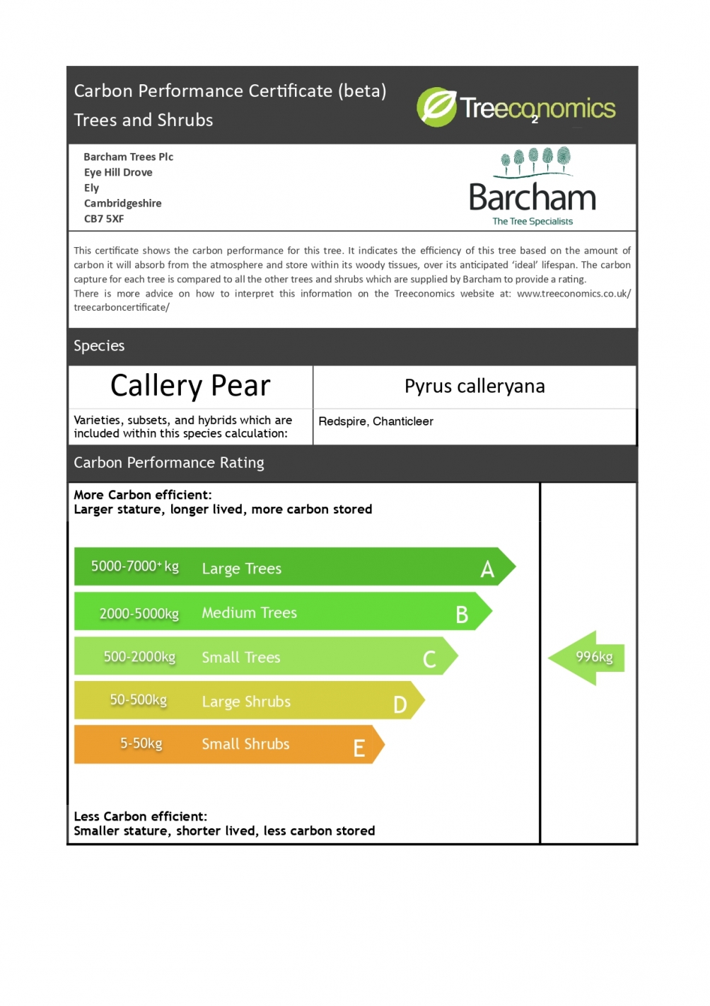 Pyrus calleryana Chanticleer multi-stem