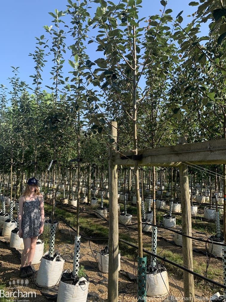 Sorbus latifolia Henk Vink