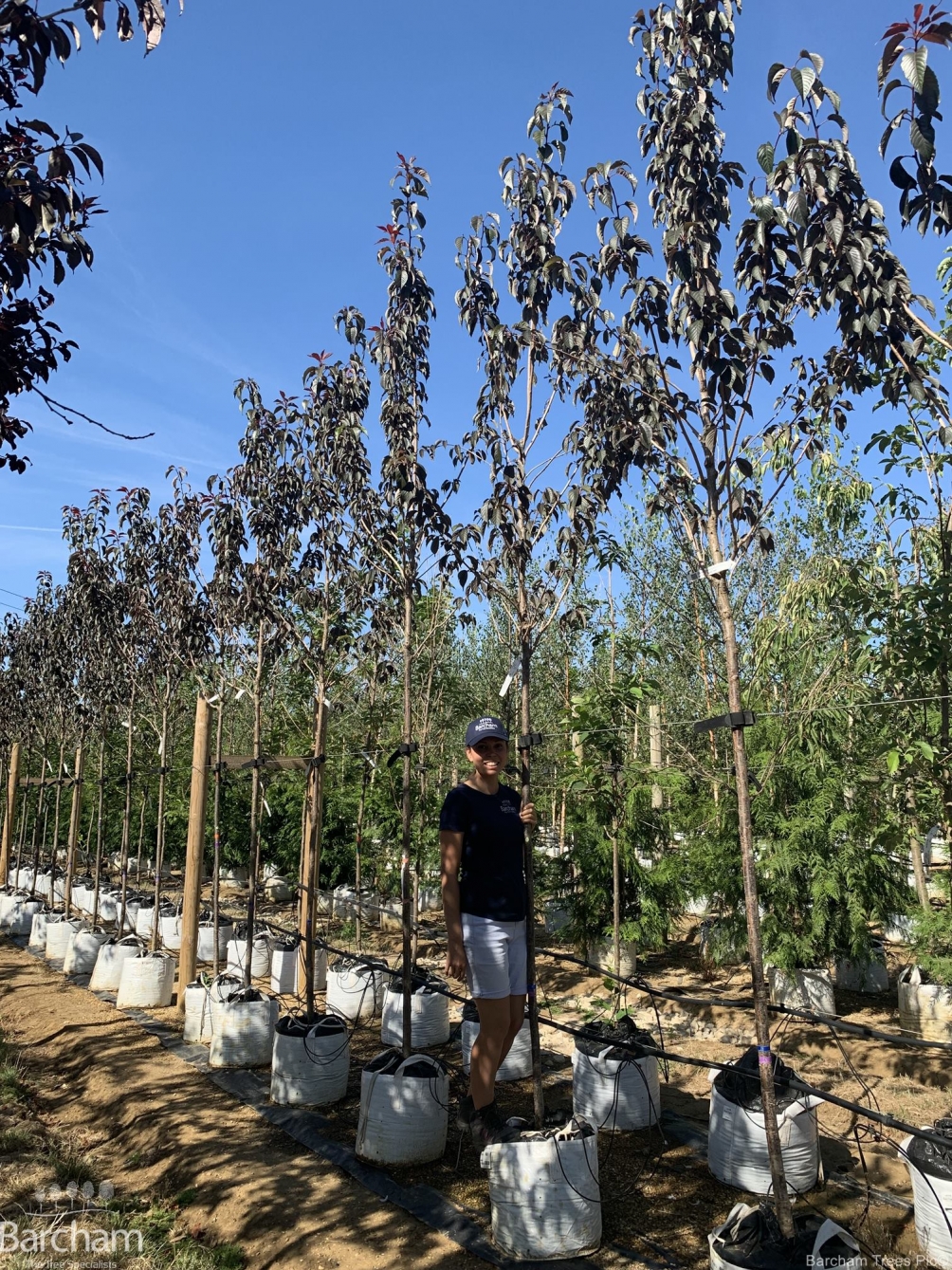 Prunus Royal Burgundy