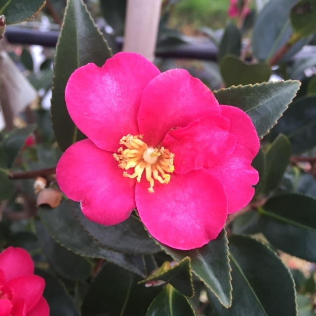The flower of Camellia sasanqua Kanjiro
