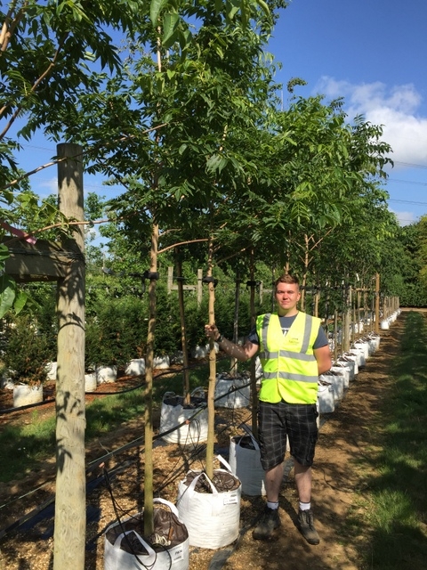 12-14cm girth Phellodendron amurense at Barcham Trees