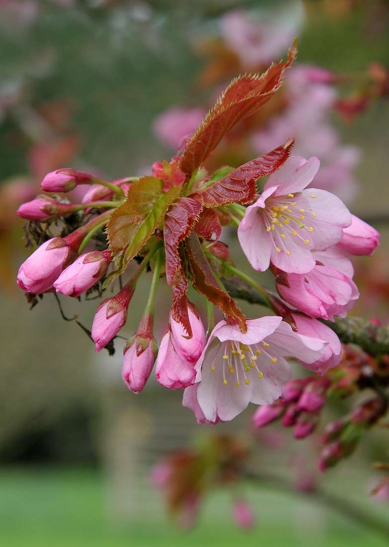 the single pink flower of Prunus sargentii Rancho