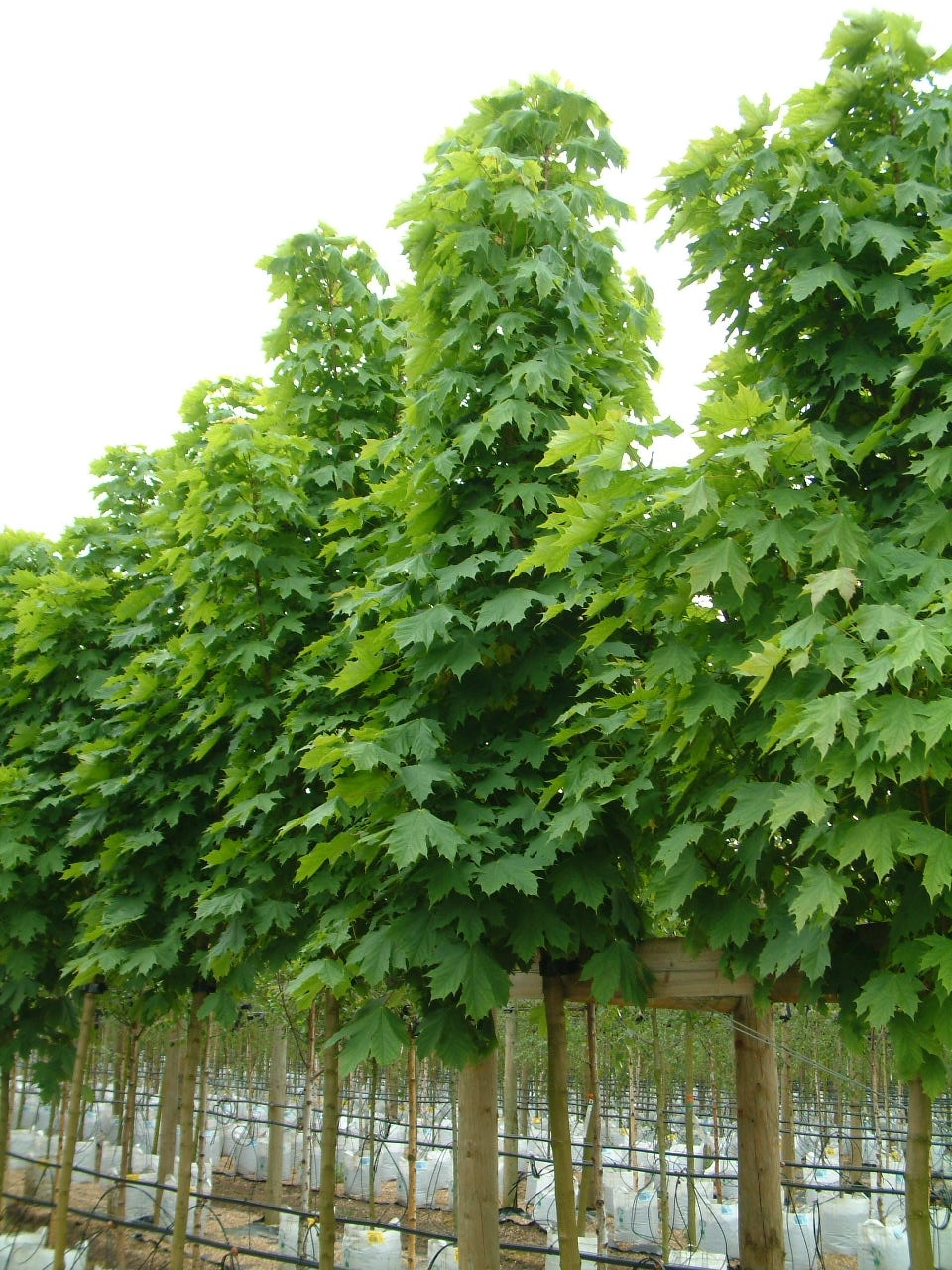 Acer platanoides Columnare at barcham trees