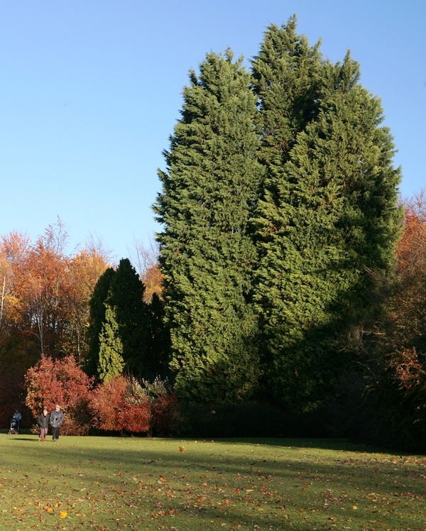 Mature Cupressocyparis leylandii