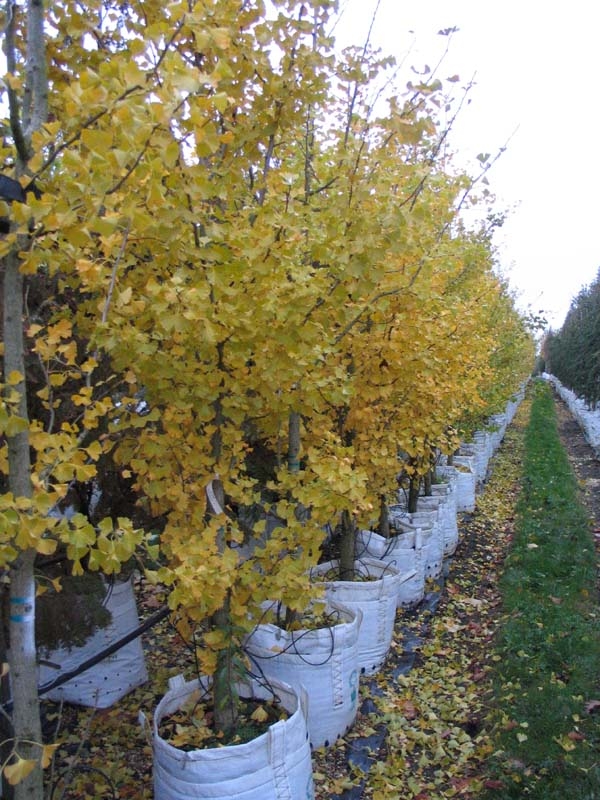 Ginkgo biloba in autumn foliage