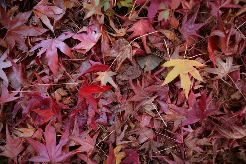 Liquidambar styraciflua Worplesdon (Pleached) autumn foliage