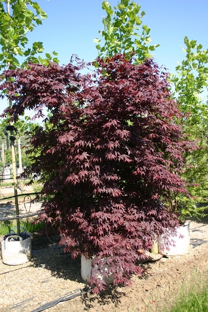 Acer palmatum Atropurpureum multi-stem