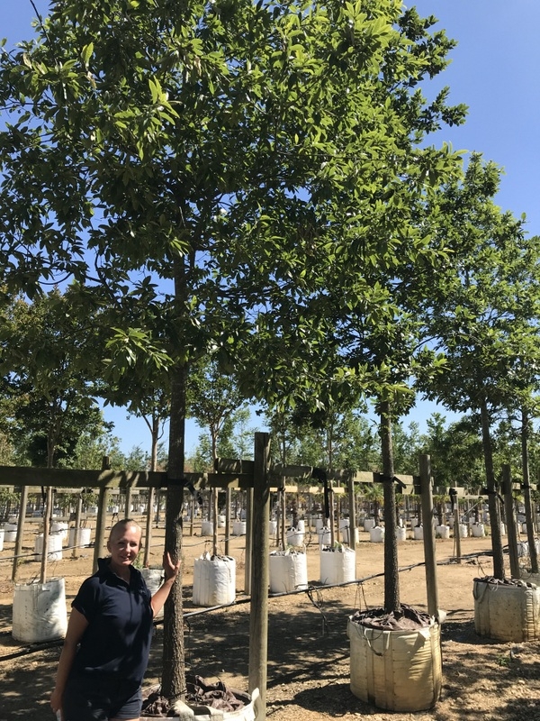 Quercus Imbricaria at barcham trees