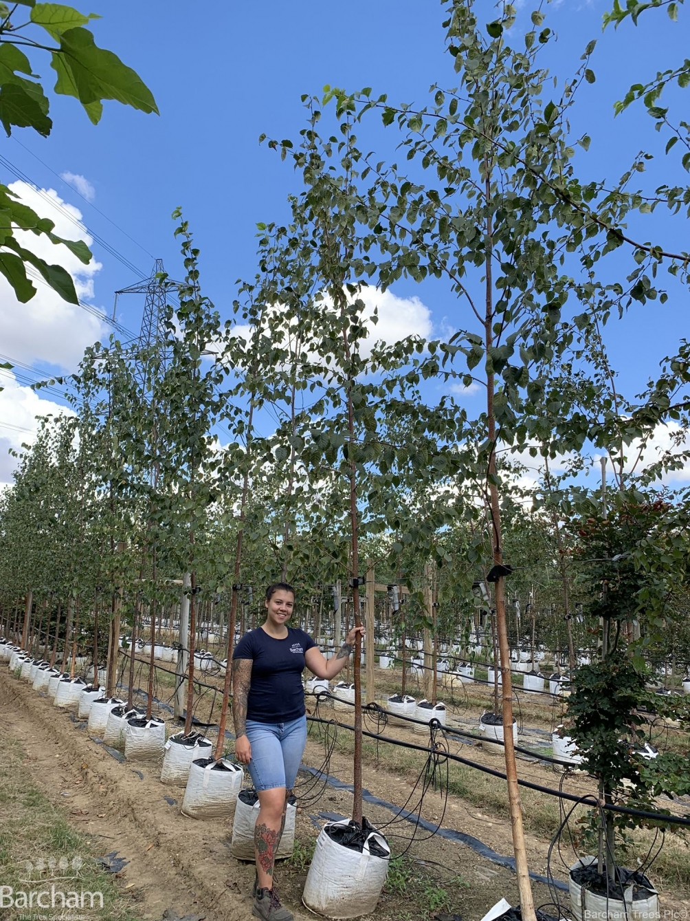 Betula papyrifera
