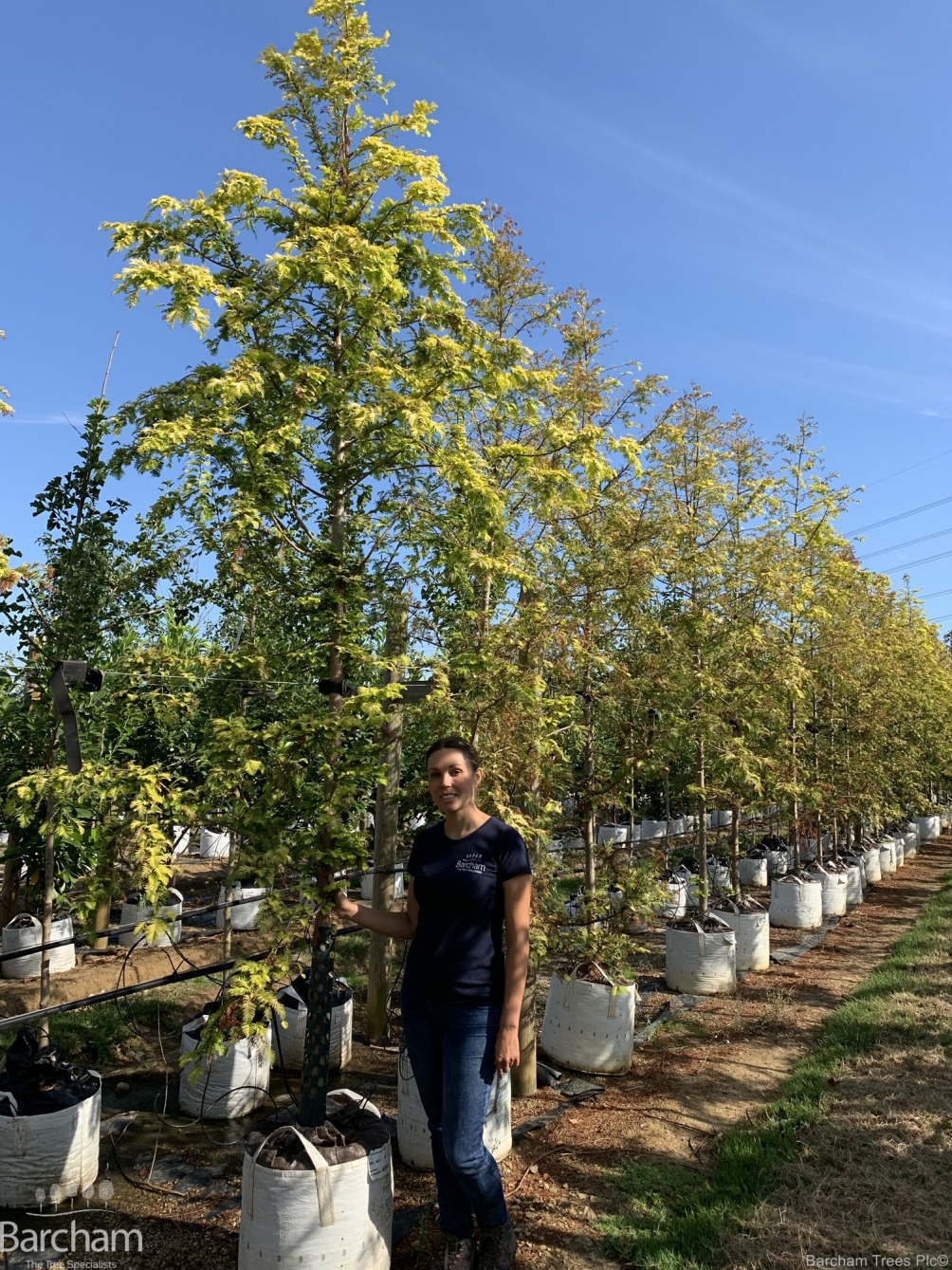 Metasequoia glyptostroboides Goldrush