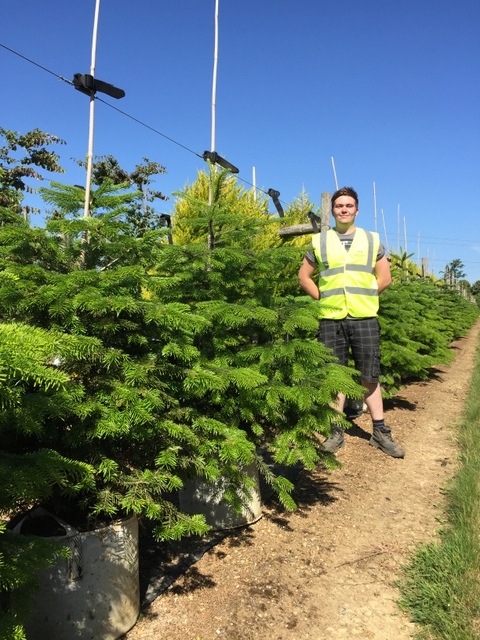 Abies nordmanniana