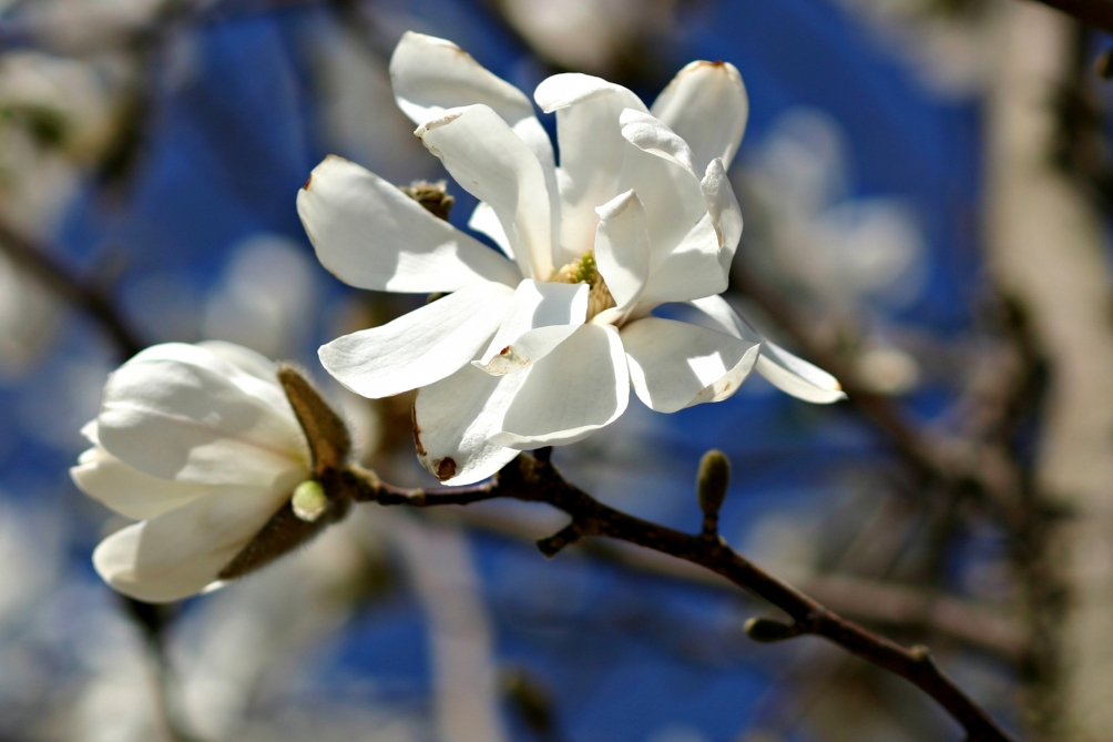 single white flower of Magnolia x loebneri Merrill Multi Stem