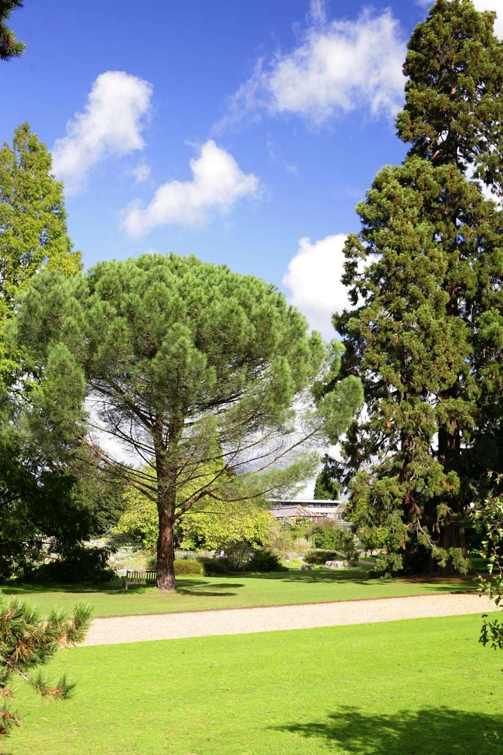 Mature Pinus pinea