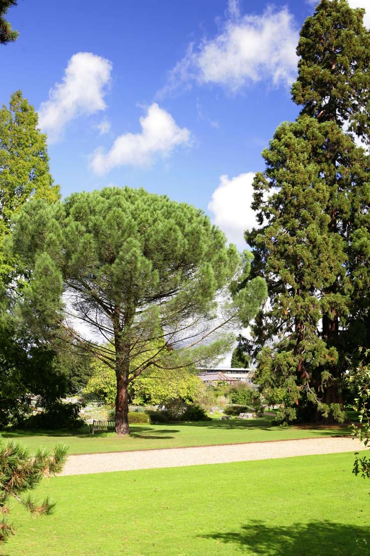 Mature Pinus pinea