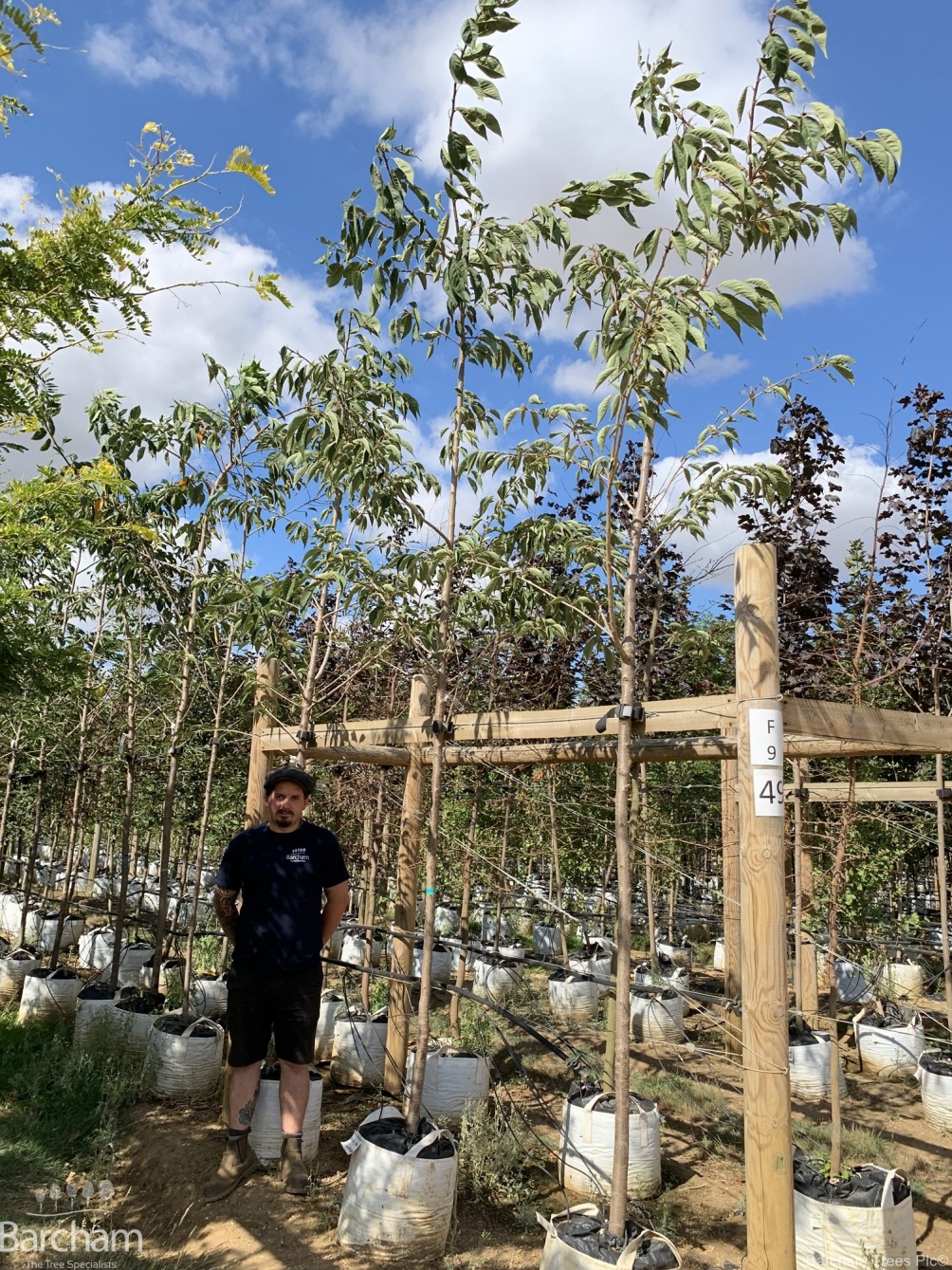 Prunus Shirotae